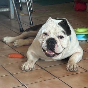 Ken Doll, Mixed Breed, senior, available for adoption