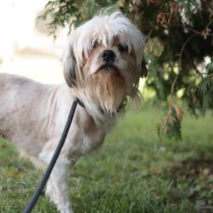 Darlene, Mixed Breed, adult, available for adoption
