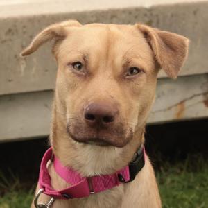 Cherie, Mixed Breed, young, available for adoption