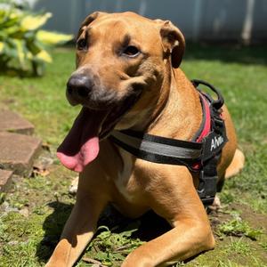Alvin **Courtesy Post**, Mixed Breed, adult, available for adoption