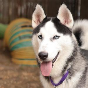 Ducky, Mixed Breed, young, available for adoption