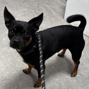 Rainbow Dash, Mixed Breed, adult, available for adoption