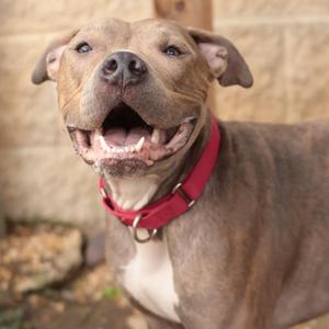 A happy dog with a red collar