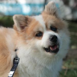 A fluffy dog with a white and brown coat, wearing a black collar, looking up with its mouth open.