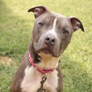 A brown and white dog with a pink collar standing on grass.