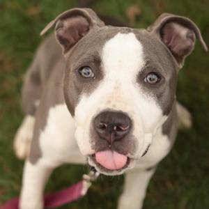 BB Girl, Mixed Breed, young, available for adoption