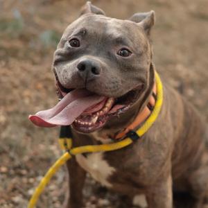 A gray pitbull dog with a yellow harness, sitting on the ground with its tongue out.