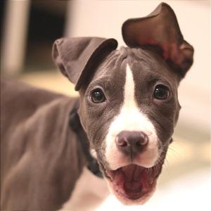 A close-up of a brown and white dog with floppy ears and a black collar, looking directly at the camera with its mouth open.