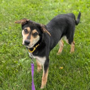 Sox, Shepherd, German, adult, available for adoption