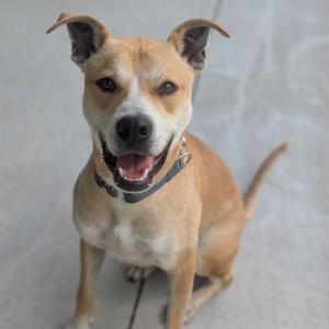 Max, Terrier, American Pit Bull, adult, available for adoption