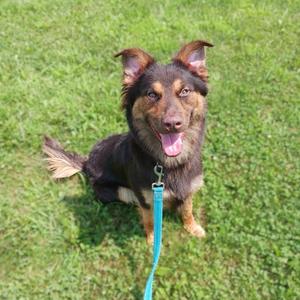 Freddy, Shepherd, Australian, adult, available for adoption