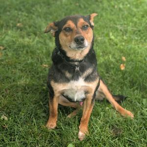 Dodger, Shepherd, German, adult, available for adoption