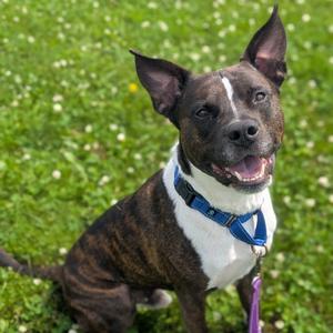 River, Terrier, American Pit Bull, adult, available for adoption