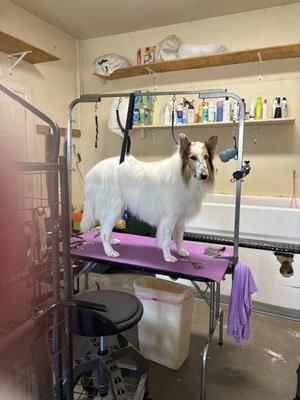 Bandit, Collie, senior, available for adoption