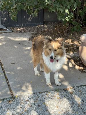 Rory, Shetland Sheepdog Sheltie, young, available for adoption