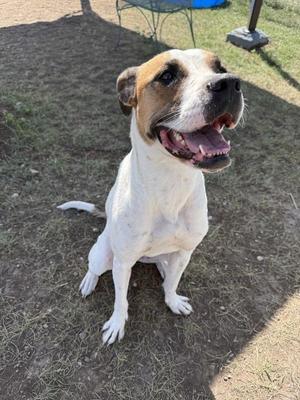 A white dog with brown markings on its head is sitting on the ground with its mouth open and tongue out.