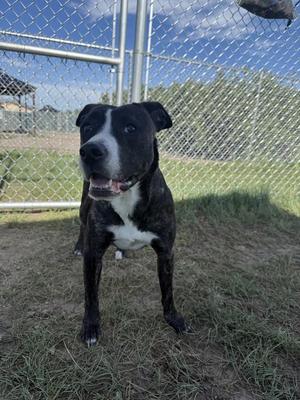 Helena, Mixed Breed, young, available for adoption