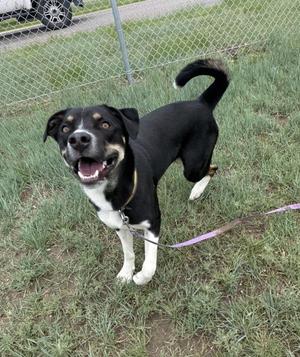 A happy black and white dog on a leash standing in a grassy area in front of a chain-link fence.