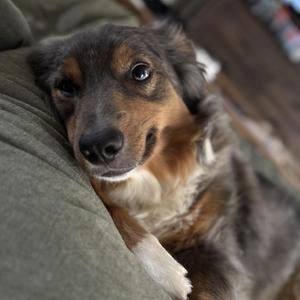 A close-up of a dog with a brown and black coat, resting its head on a green surface. The dog has expressive eyes and a white patch on its chest.