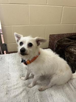 Rosie, Chihuahua / Terrier, adult, available for adoption