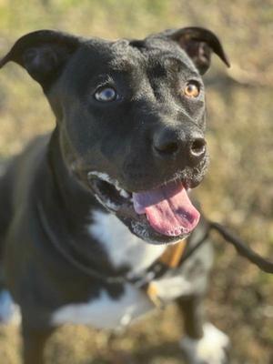 Tinsel, Pit Bull Terrier, adult, available for adoption