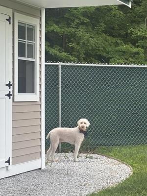 Reggae, Standard Poodle, senior, available for adoption
