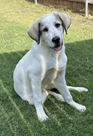 A white puppy with floppy ears sitting on a grassy lawn.