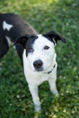 Summer, Australian Cattle Dog / Blue Heeler, adult, available for adoption