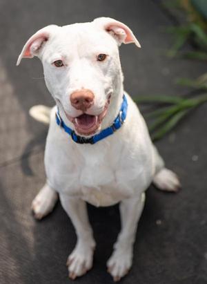 Bruce, Pit Bull Terrier, adult, available for adoption