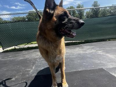 Torah, German Shepherd Dog, senior, available for adoption