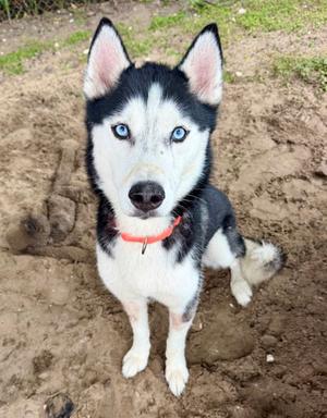 Lelo, Siberian Husky, adult, available for adoption