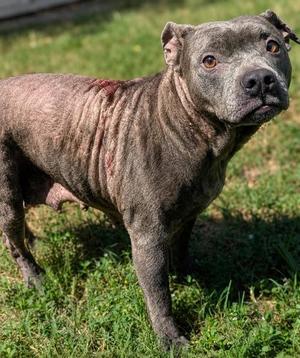 Selkie, American Staffordshire Terrier / American Pit Bull Terrier, adult, available for adoption