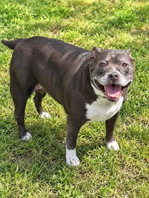 Hoopla, American Bulldog / American Staffordshire Terrier, adult, available for adoption