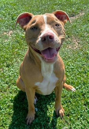 Lady Blue, American Staffordshire Terrier / Pit Bull Terrier, adult, available for adoption