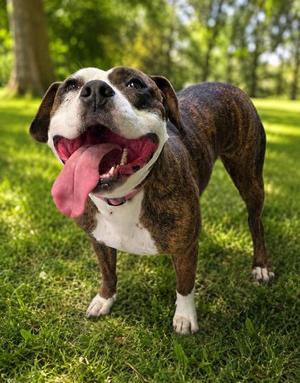 Gray, American Bulldog / American Staffordshire Terrier, adult, available for adoption