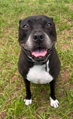 Murdock, American Staffordshire Terrier / Pit Bull Terrier, adult, available for adoption