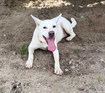 white dog lying on the ground with its tongue out