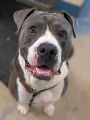 Codi, American Staffordshire Terrier / Boxer, adult, available for adoption