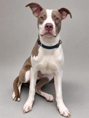A brown and white dog with a blue collar sitting on a gray background.