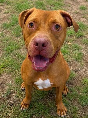 Kerfuffle, American Pit Bull Terrier / Boxer, young, available for adoption