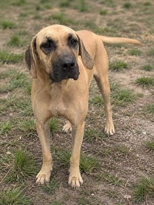 Clue, Black Mouth Cur / Mastiff, adult, available for adoption
