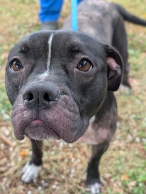 Mocha, Pit Bull Terrier / American Staffordshire Terrier, adult, available for adoption
