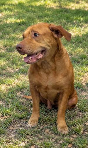 A brown dog sitting on grass with its mouth open, looking to the side.