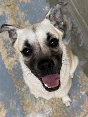 A happy dog with a light-colored coat and dark facial markings is looking up at the camera with its mouth open and tongue out. The dog is sitting on a textured surface.