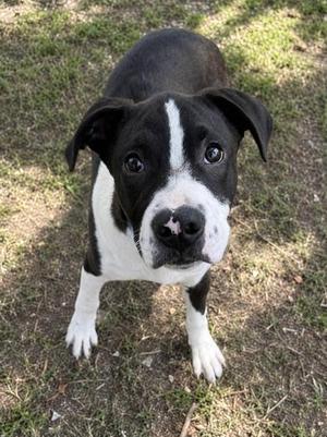 Anchovy, Boxer / American Pit Bull Terrier, young, available for adoption