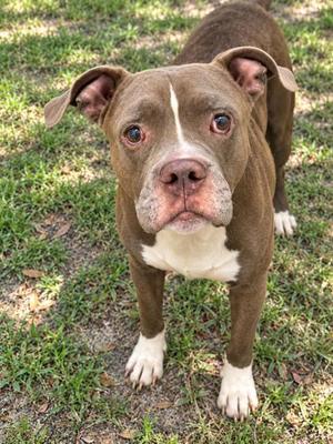A brown and white pit bull terrier standing on grass, looking directly at the camera with its ears perked up.