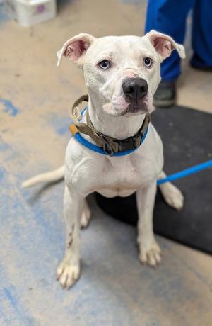 Puppy, American Staffordshire Terrier / American Bulldog, adult, available for adoption