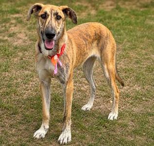 Skydancer, Great Dane / Plott Hound, young, available for adoption