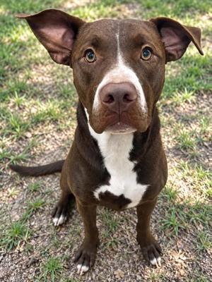 Shaggy, Pit Bull Terrier / American Staffordshire Terrier, adult, available for adoption