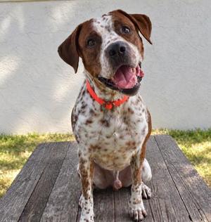 Daniel, German Shorthaired Pointer / English Pointer, adult, available for adoption